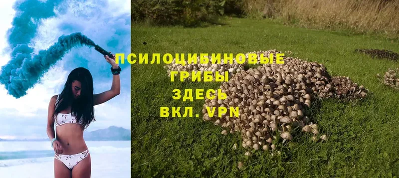 Псилоцибиновые грибы Cubensis  Родники 