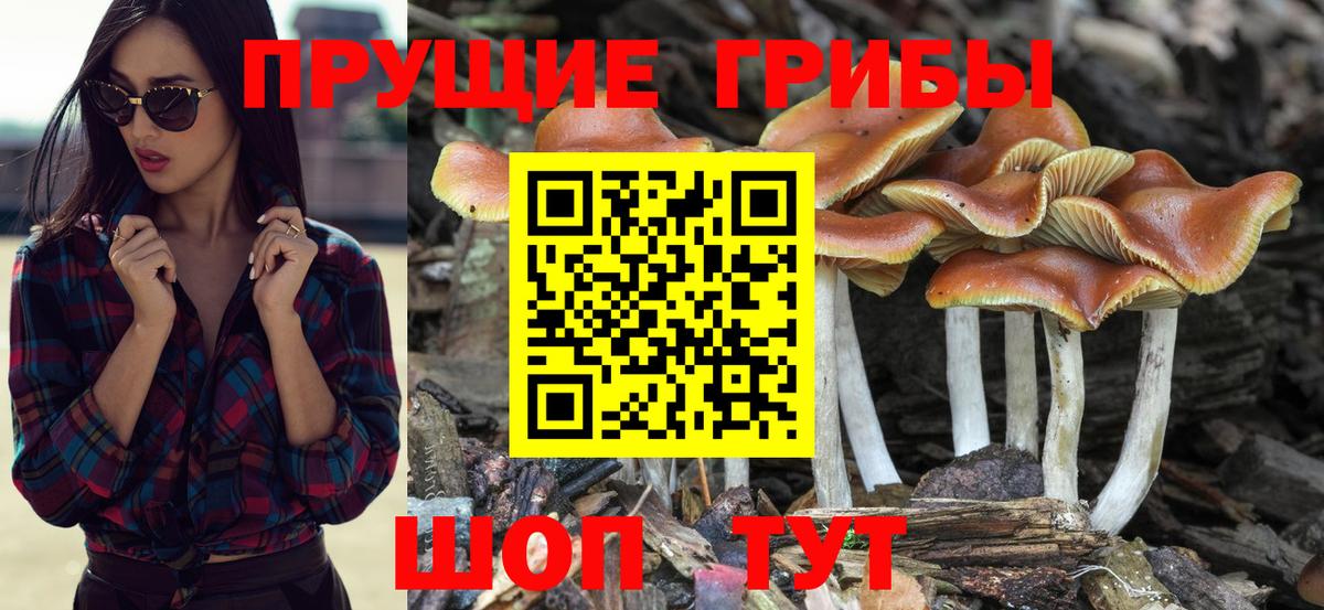 Родники  Псилоцибиновые грибы Magic Shrooms  Вход с VPN 